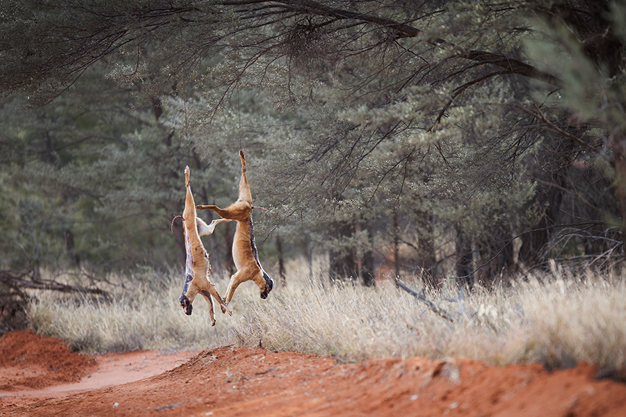 Two dingo carcasses hang from a tree against a remote landscape 