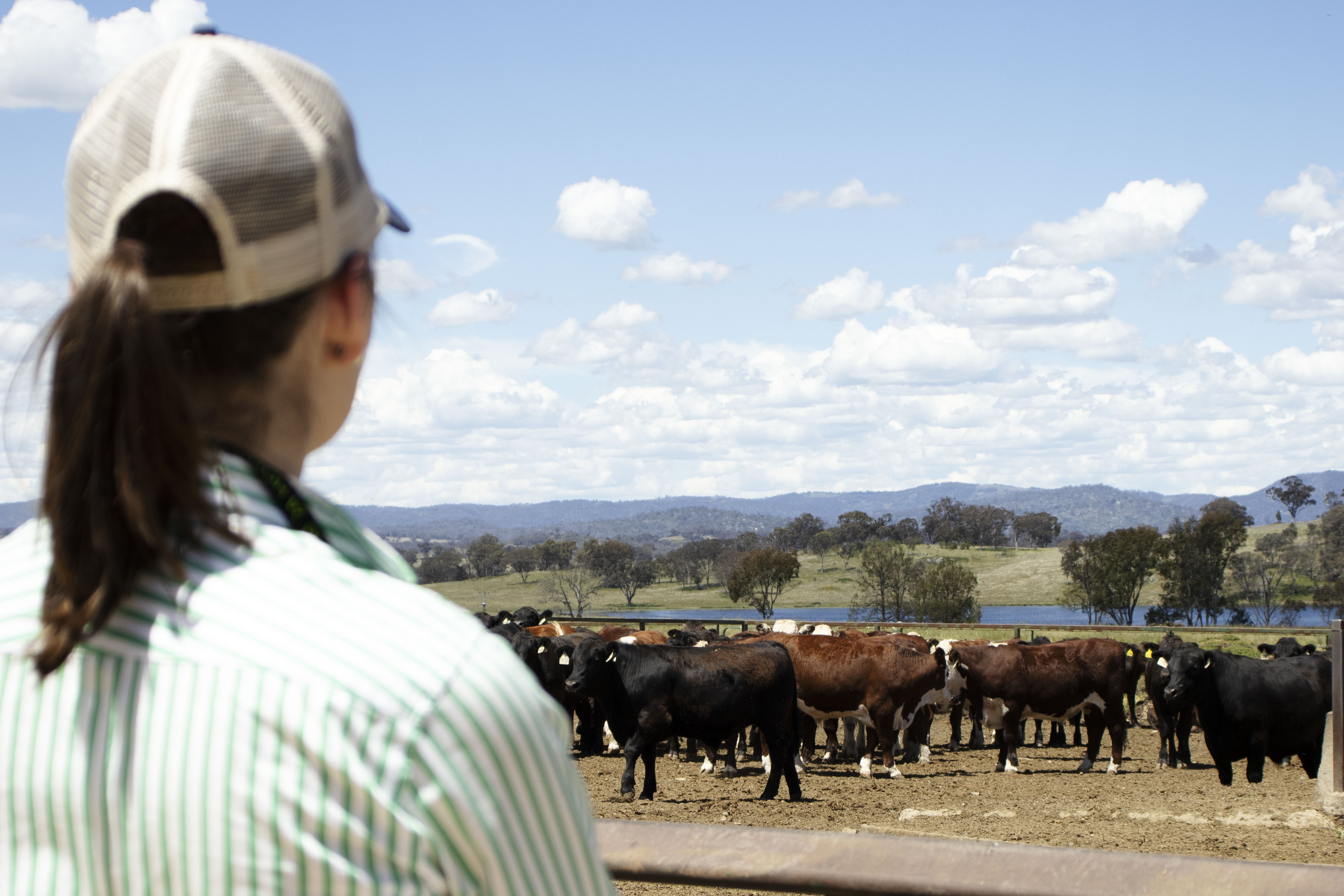 Woman looking at cattle in a feedlot in the distance.