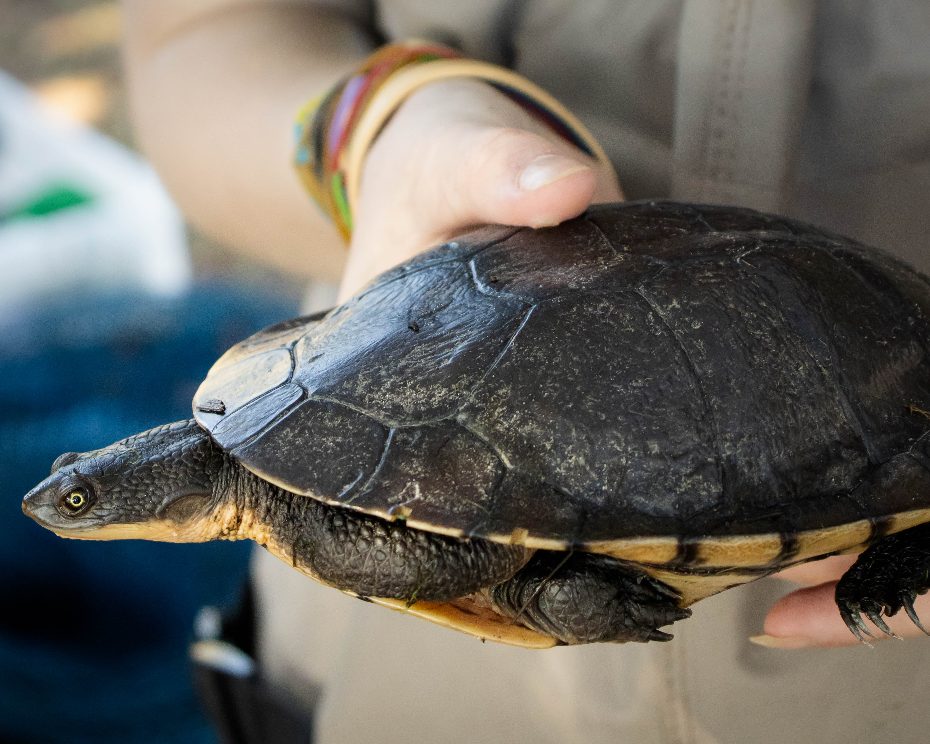 Person holding a turtle