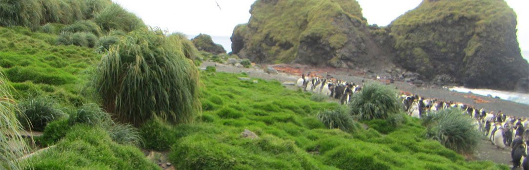 Image of Poa Annua and penguins