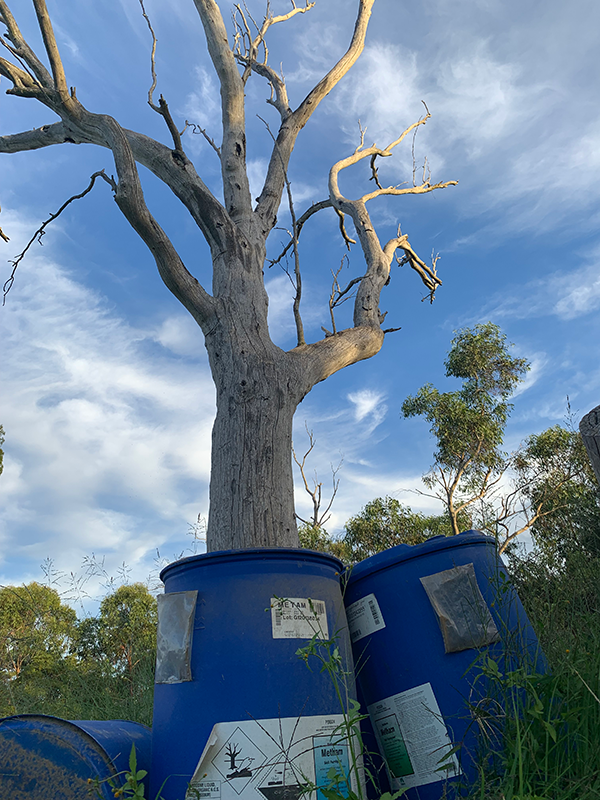 Dumped blue barrels of waste against a tree 