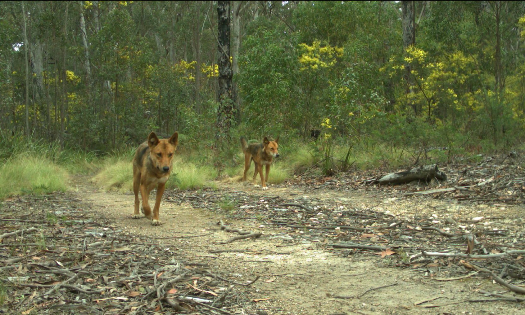 Do Bush Dogs Have Predators