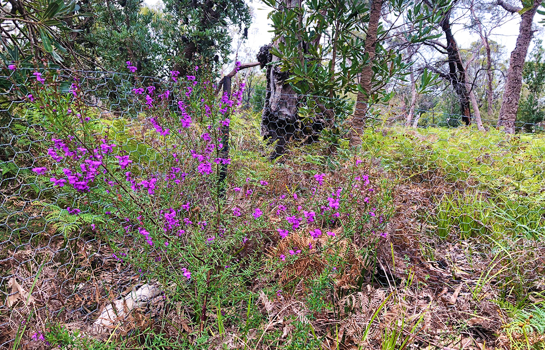 Wellington Mint-bush in the wild