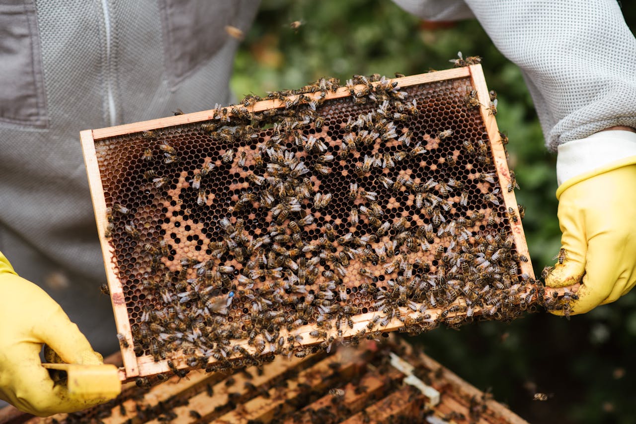 Bees