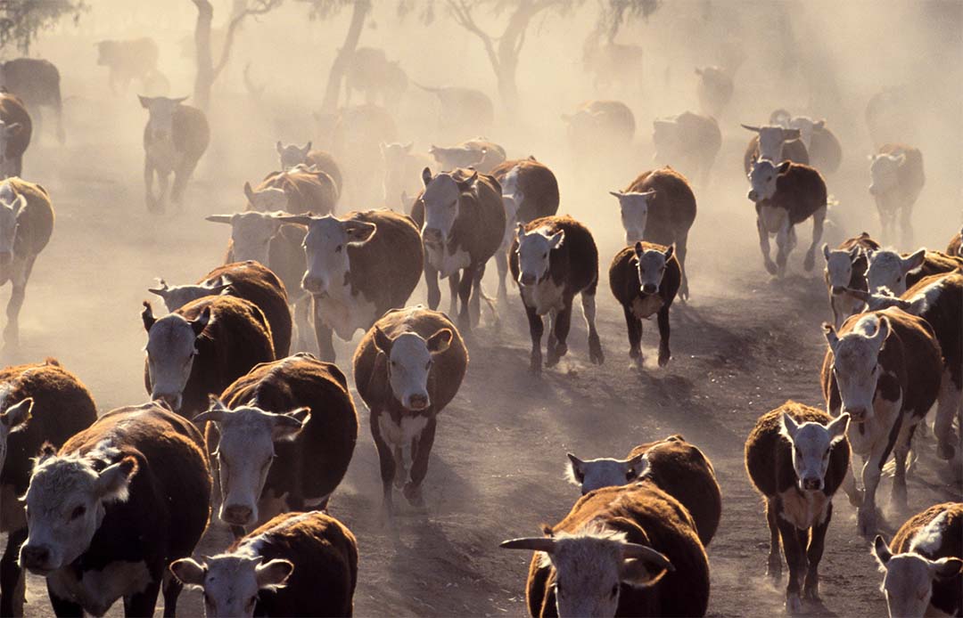 Hereford cattle being mustered in drought conditions in the far west of NSW, Australia. 