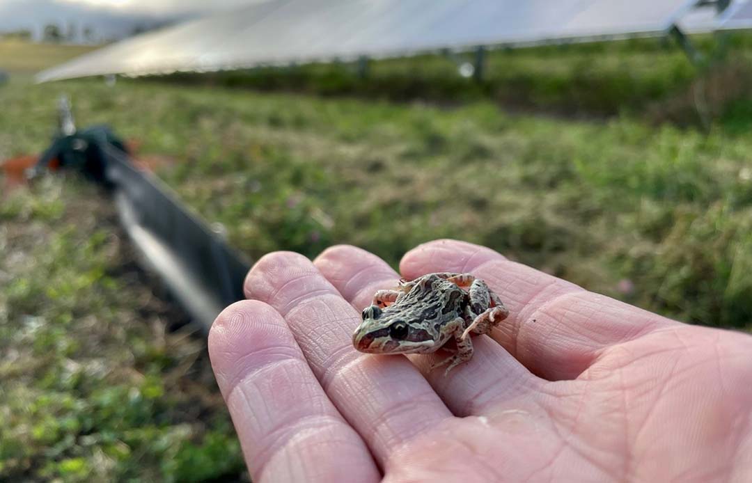 Spotted marsh frog with UNE solar farm in the background.
