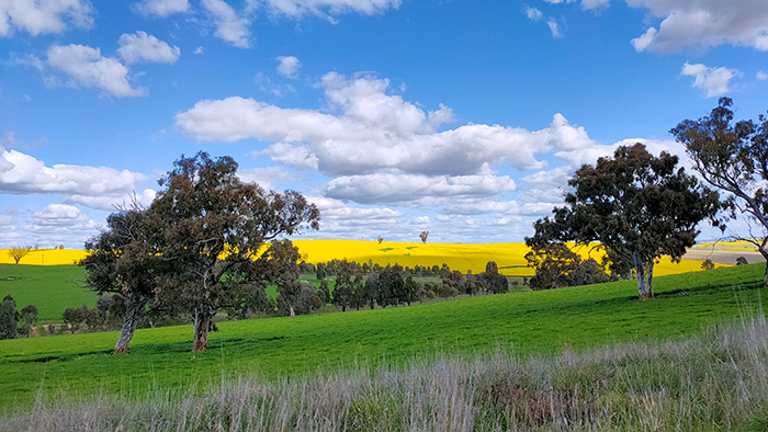 Wiradjuri and Ngunnawal Country (Hilltops, NSW) by Sherelle Hogg  