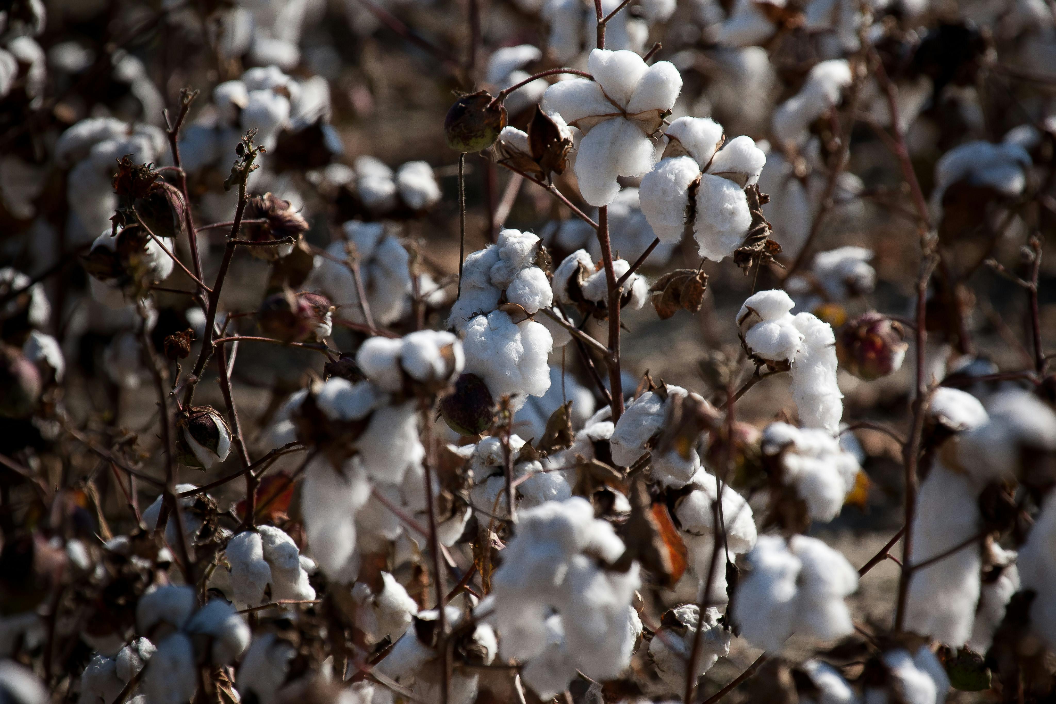 Cotton crops
