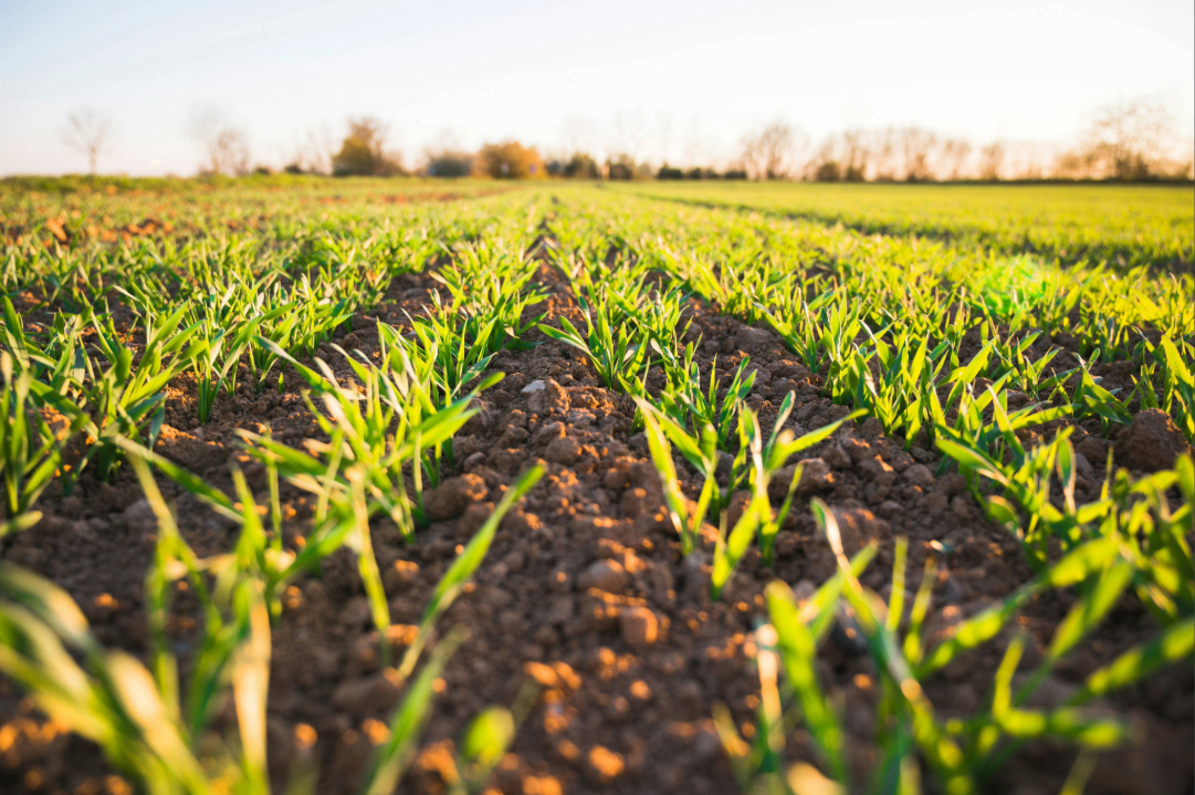 Crops in a field