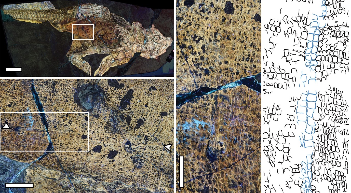 The fossil of Psittacosaurus under laser fluorescence imaging showing the belly button, or umbilical scar. Inset shows close-up of the distinctive scales surrounding the umbilical scar, shown in blue in the line drawing.