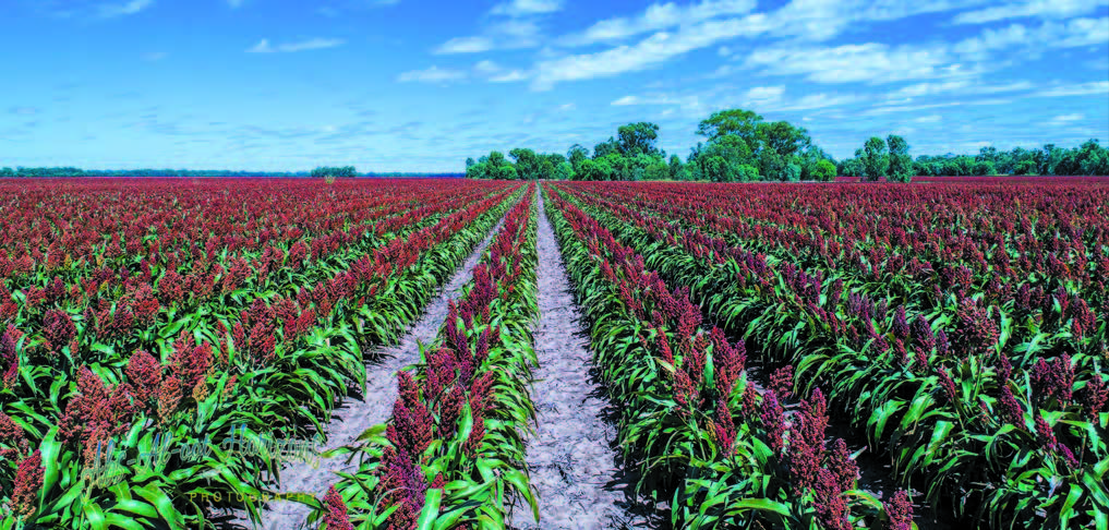 Image of rows of crops.