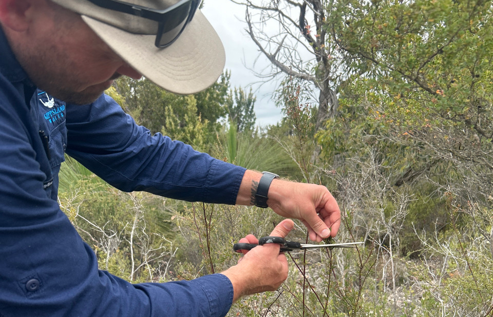 Shannon Dwyer collecting seeds from a Wellington Mint-bush plant