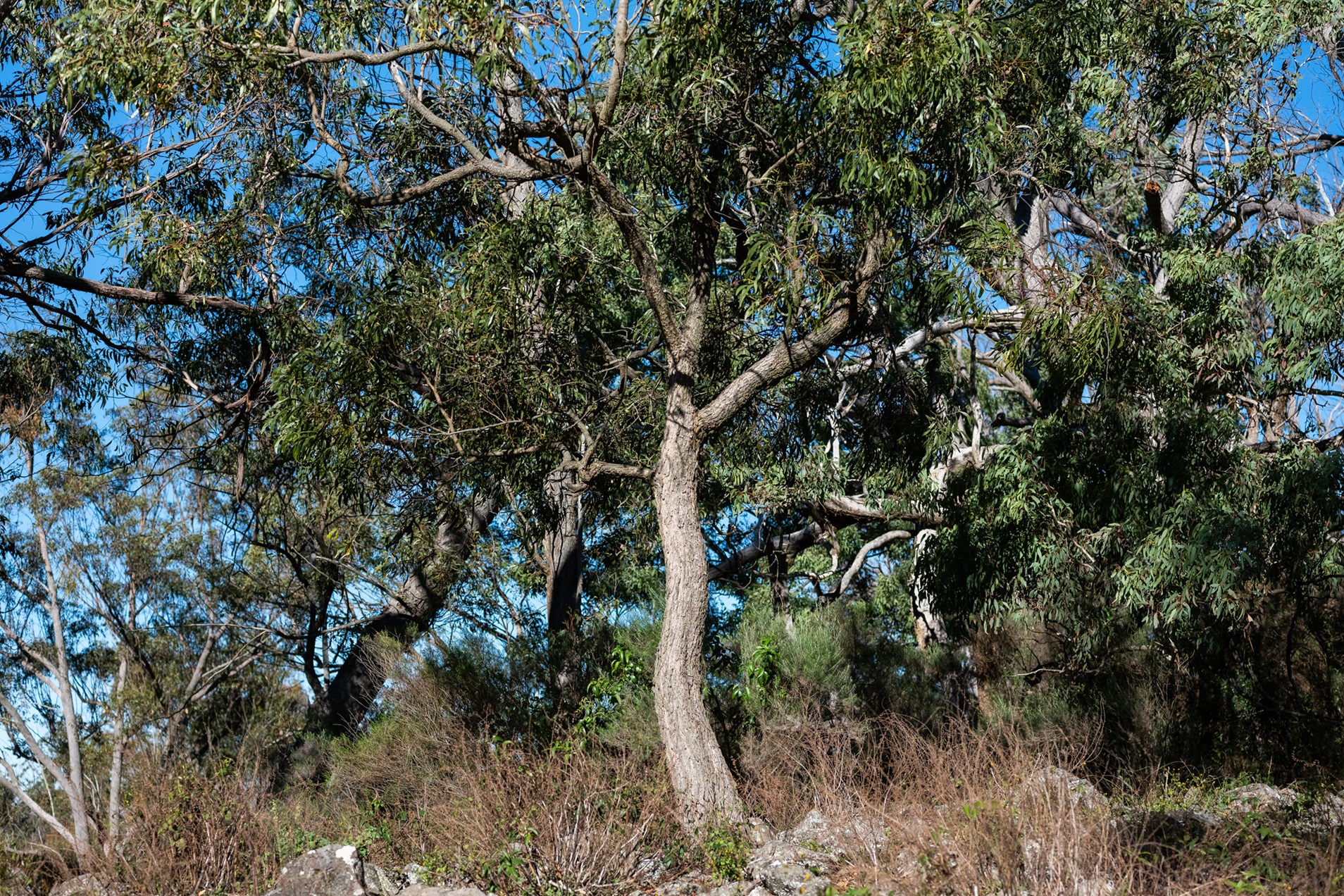 Tree and bushland on Kirby Farm