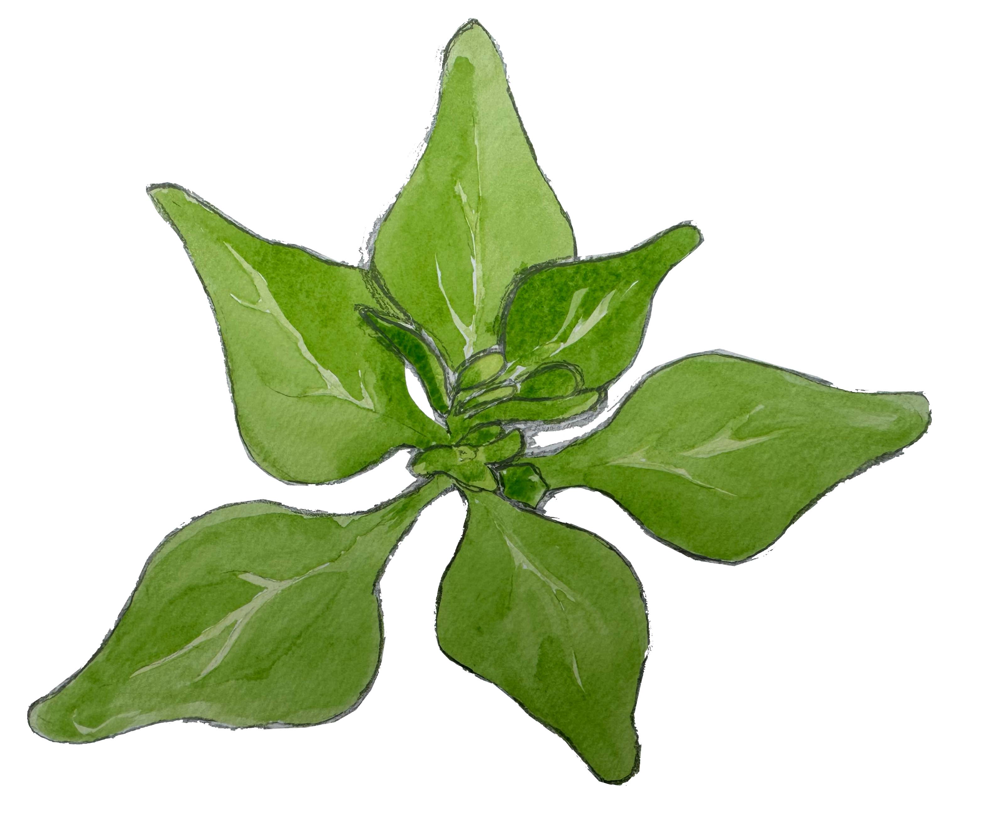 Hand drawn image of wild spinach