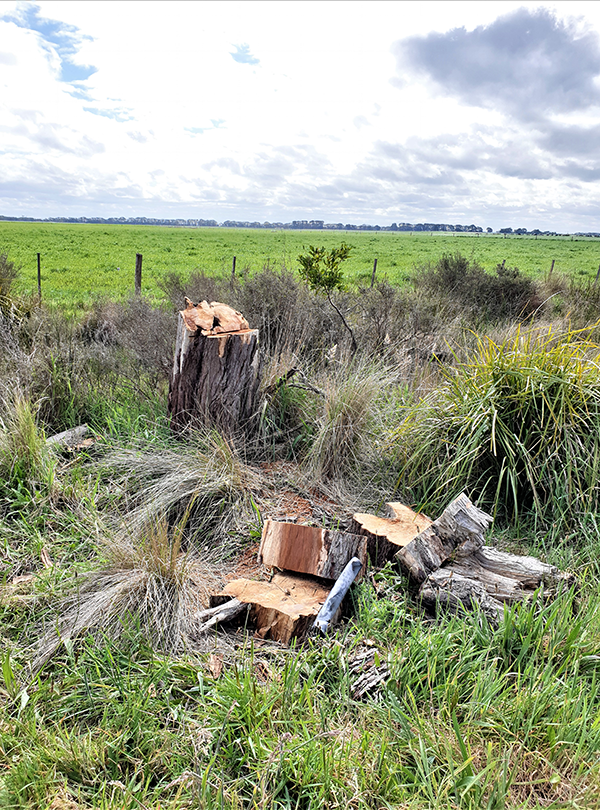 A cut up tree trunk in the countryside 