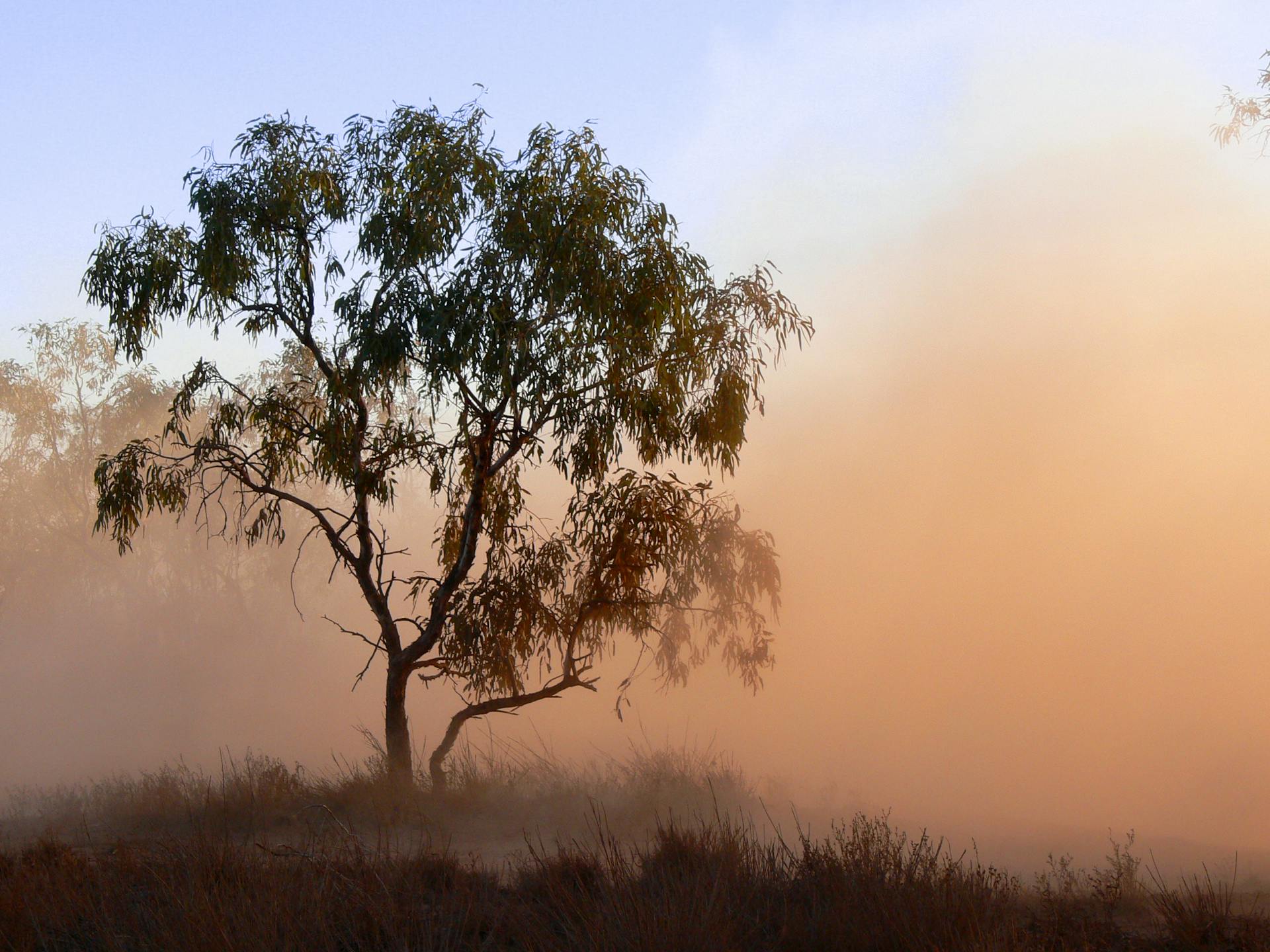 Australian bush Pexels