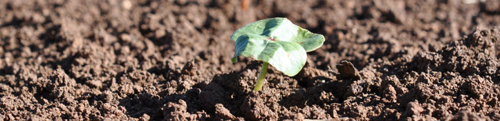 Young crop plant