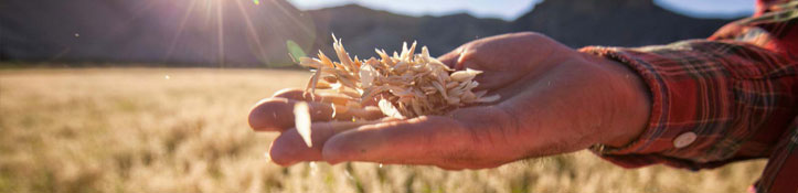 Farmer inspecting grains crop