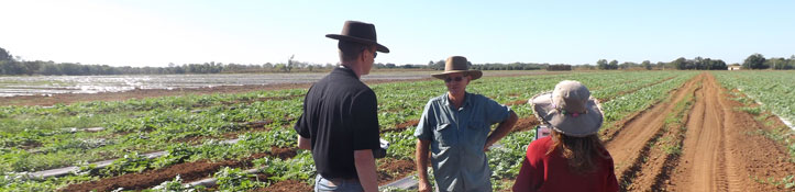 People talking in vegetable crop