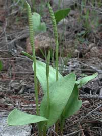 Ophioglossum