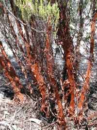 Describe bark