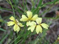 Goodenia