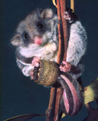Feathertail Glider