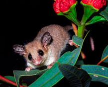 Pygmy-possum