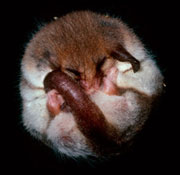 Pygmy-possum
