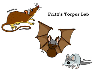 Torpor Lab