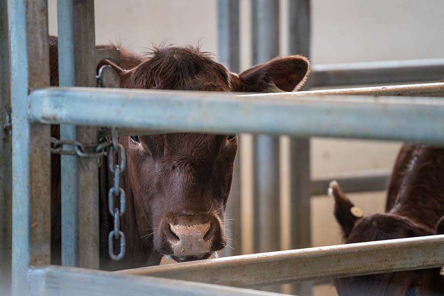 Cow in one of the CART facilities