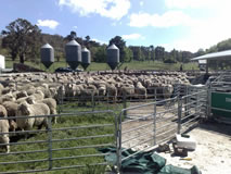 sheep in yards