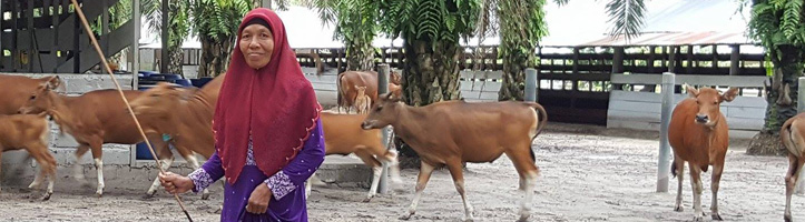 Woman herding cattle in Indonesia