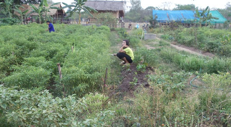 Community garden in the Kusuman district, Thailand