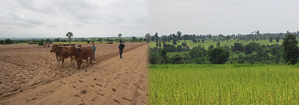 Cultivation and farming landscapes in Myanmar