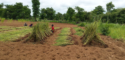 Seasme crop in Myanmar stacked after harvest