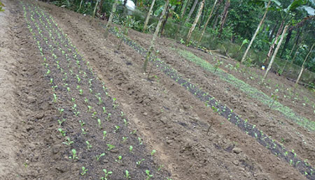 Organic vegetable farm near Hue, Vietnam