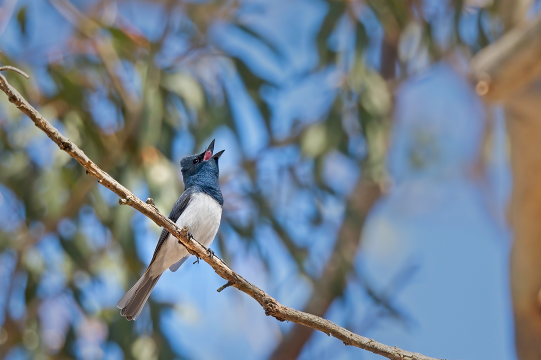 Leaden Flycatcher