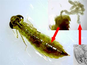 odonate nymph