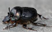Insect Ecology - photo courtesy of Steve Tremont