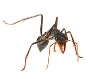 Insect ecology - photo courtesy of Gerhard Koertner