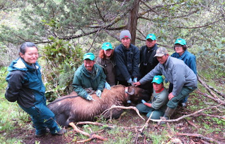 Tagging a Takin in Bhutan 