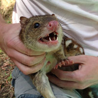 Female Quoll