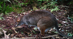 Red Legged Pademelon