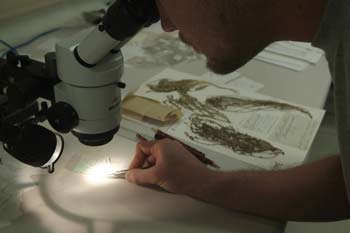 Examining Specimen