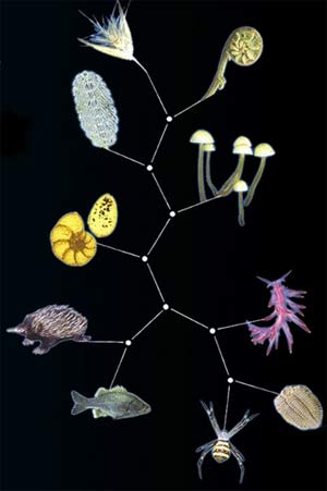 Systematics