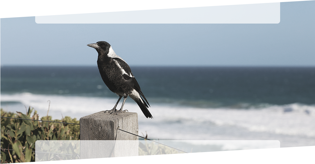 magpie on a post
