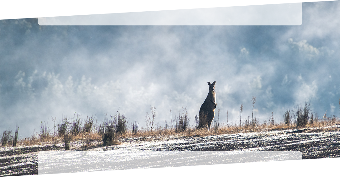kangaroo
in the mist