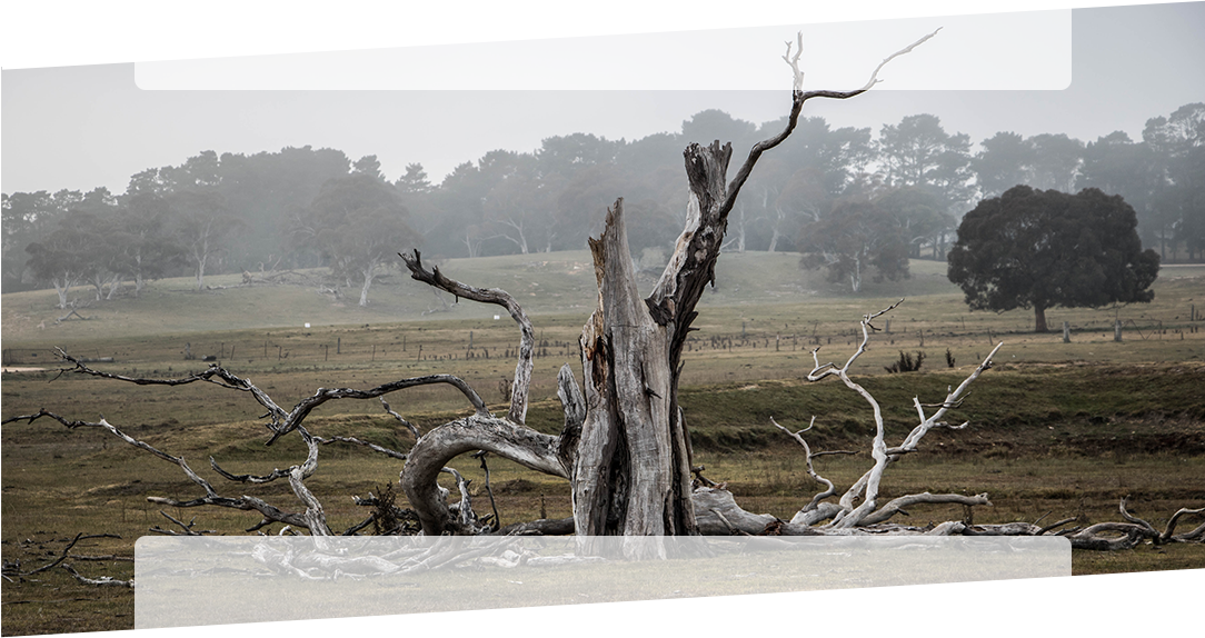 dead tree in a paddock