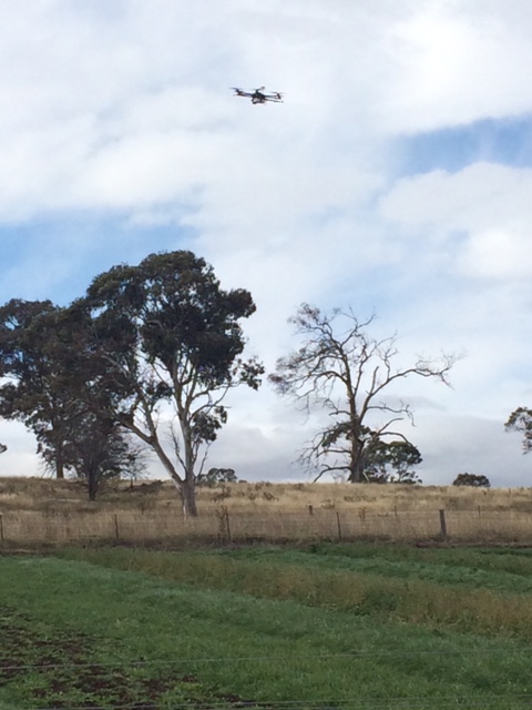 Drone over pasture